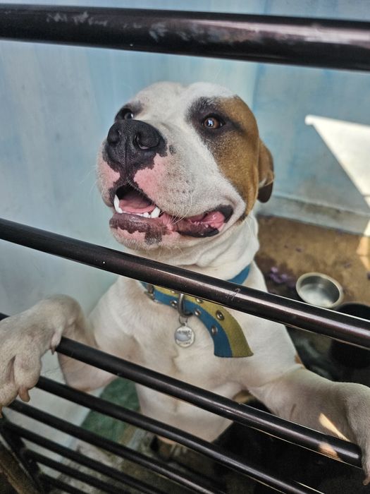 Стаф для в'язки,чистокровний