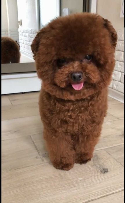 Вязка той пудель Тедди