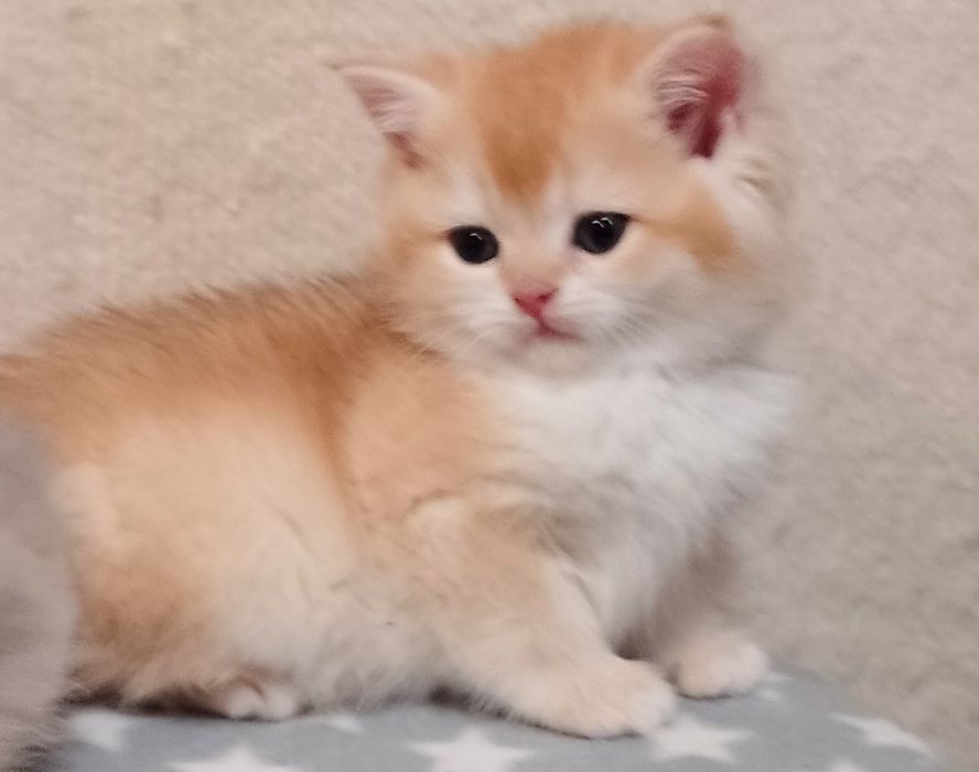 Do rezerwacji - rodowodowa koteczka brytyjska krótkowłosa czarno-zlota