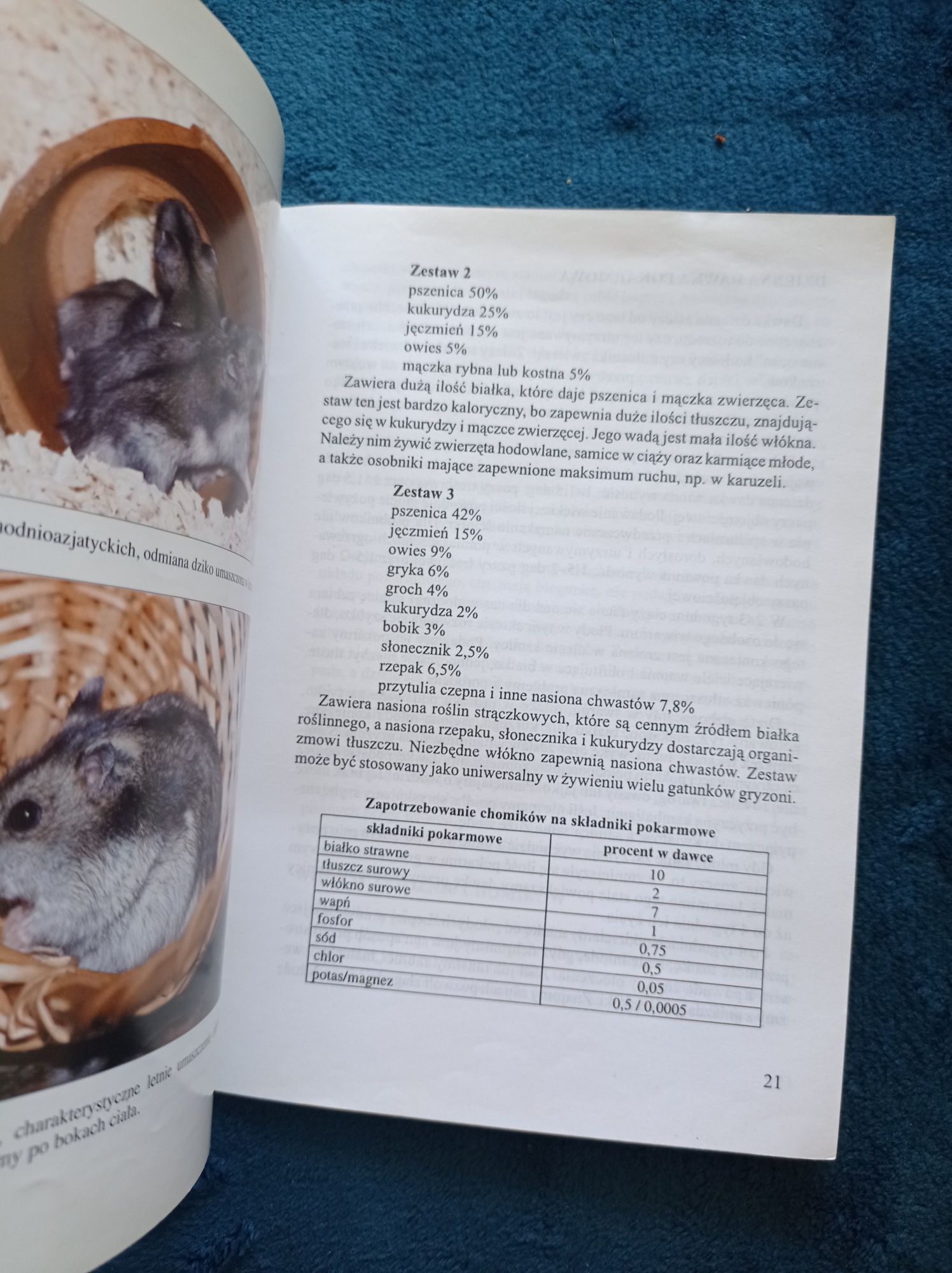 Chomik dżungarski Małgorzata Banach hobby