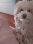 Caniche para  namorar