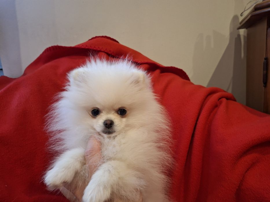 Sunia szpic miniaturowy pomeranian