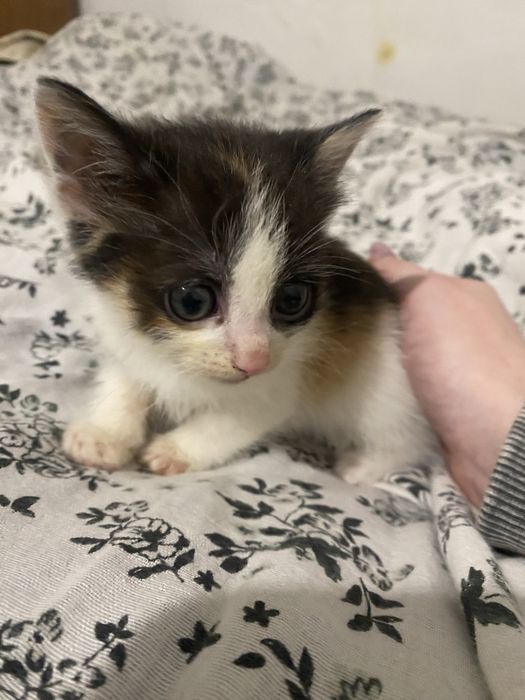 Відаю кошенят  в добрі руки(безкоштовно)