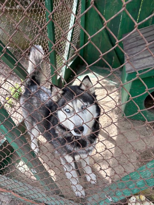 Хаскі дівчинка в хороші руки