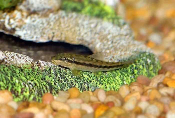 GB (Gyrinocheilus aymonieri) Glonojad syjamski zielony - dostawa ryb!