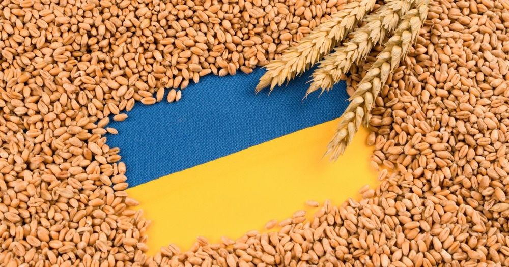 Продам пшеницю .врожай 2025