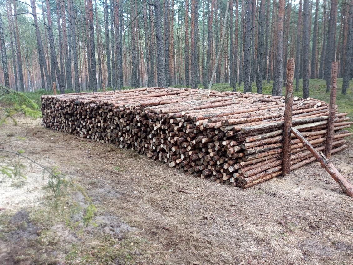 Drewno opałowe kominkowe sosna drzewo opał transport