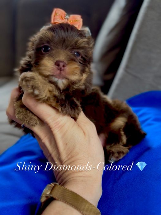 Yorkshire Terrier choco , choco tan , czekolada  suczka