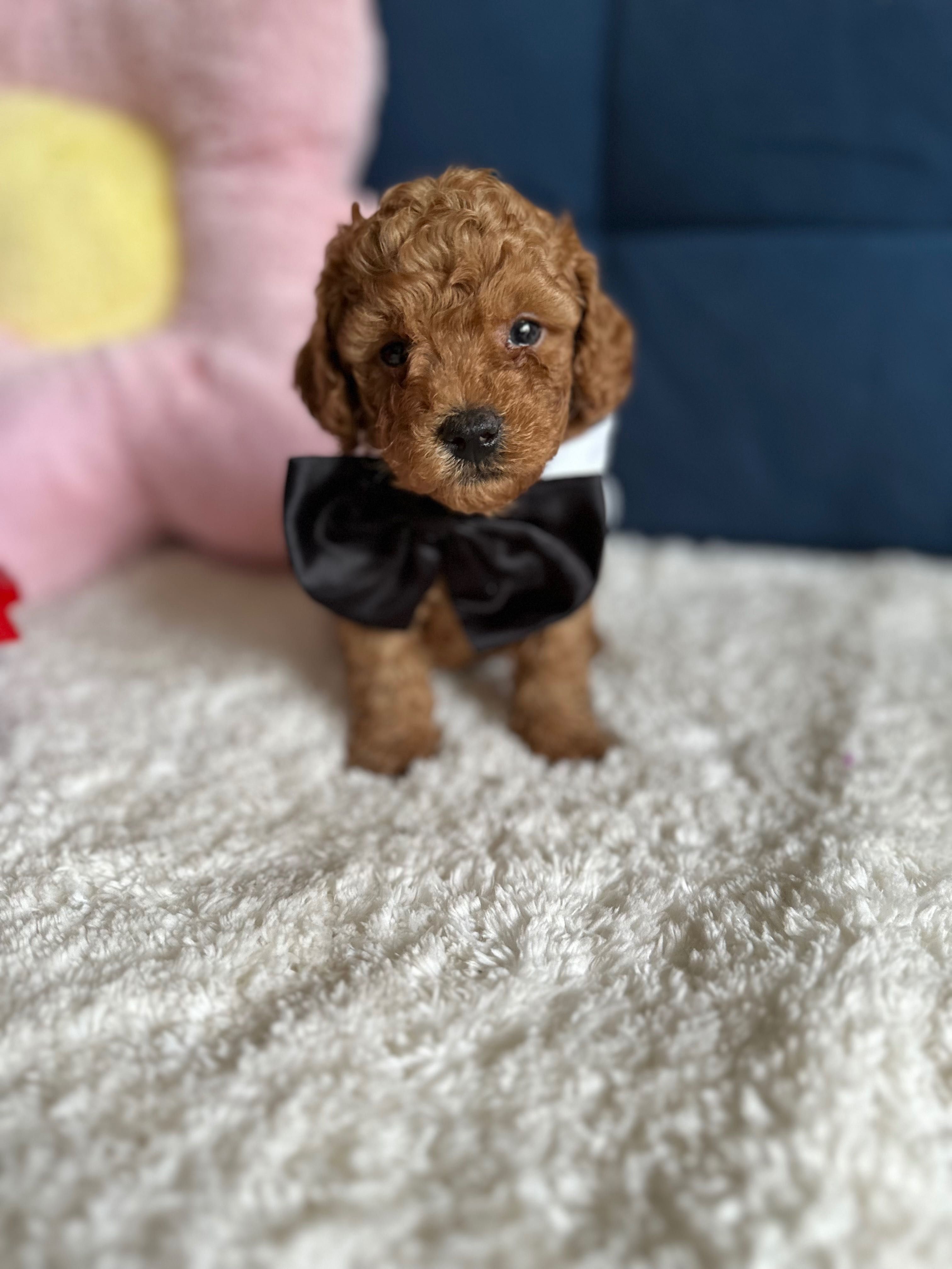 Cudowny Piesek Malitpoo F1b!