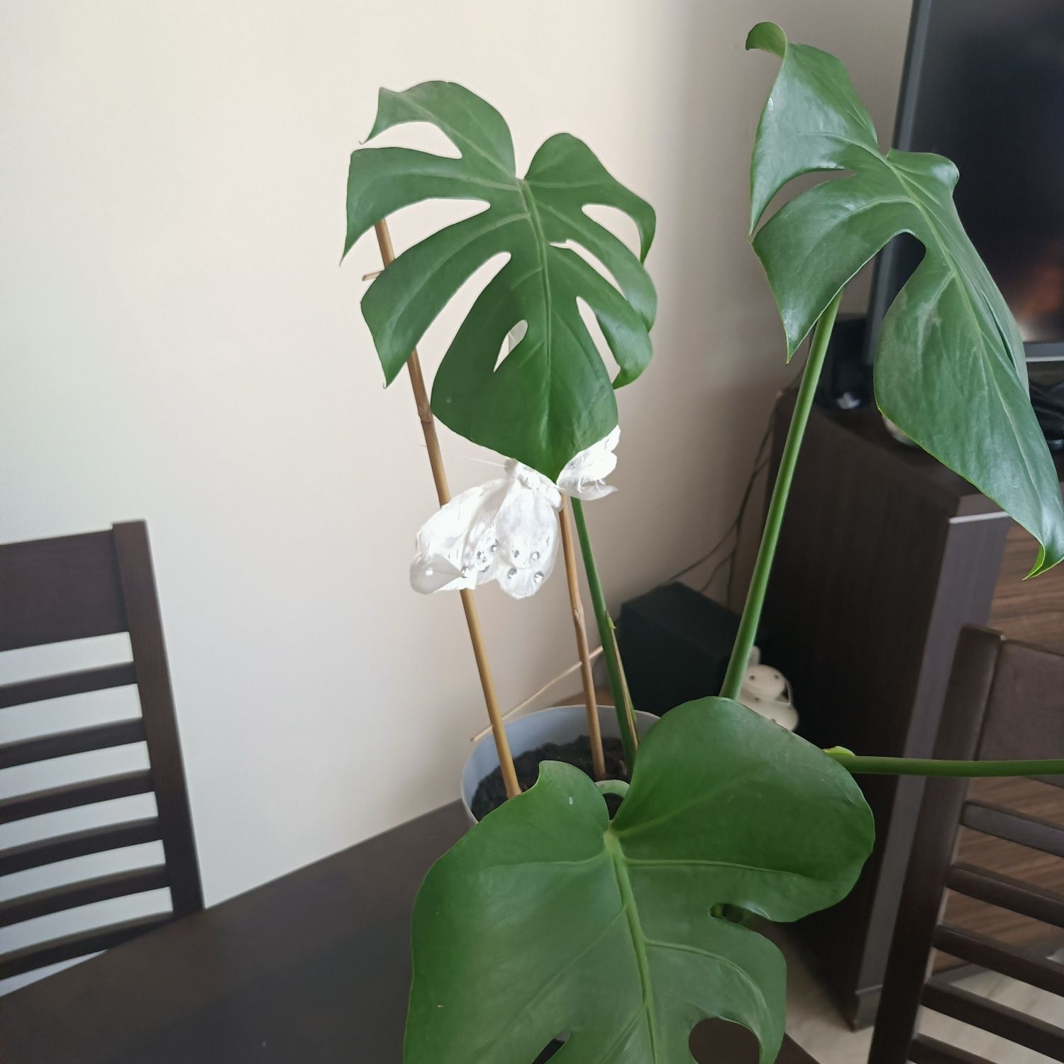 Monstera dziurawa