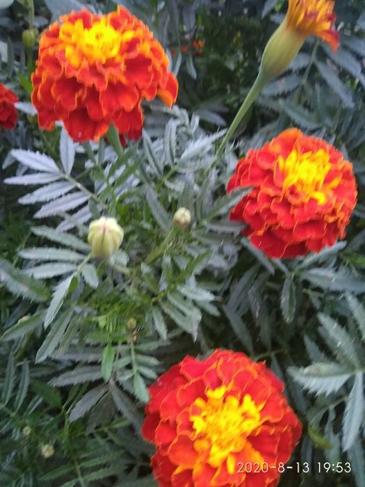 Бархатцы- лучшая противовирусная профилактика. Эффективно,бюджетно.