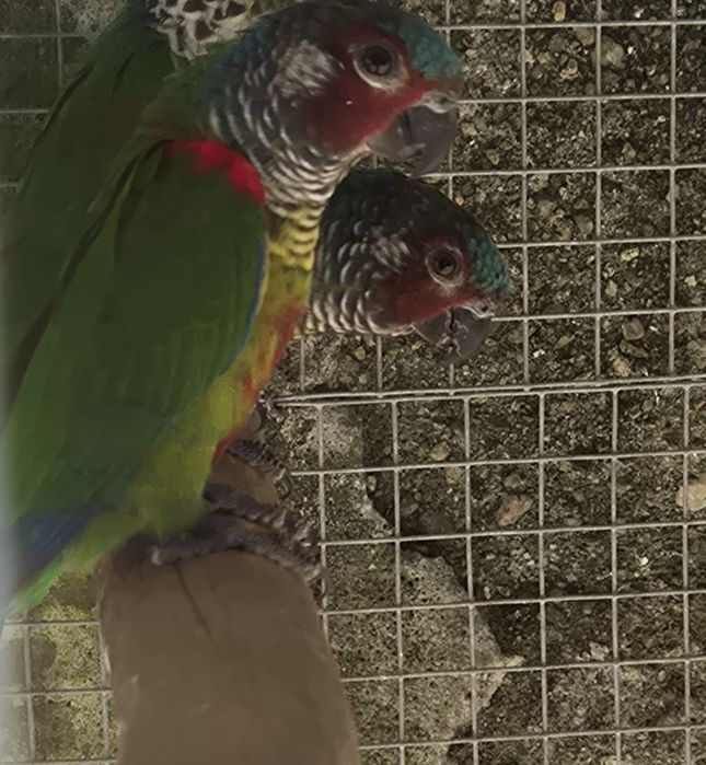 Casal Pyrrhuras EMMA