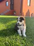 Syberian Husky szczeniak