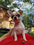 Wyjątkowa suczka Chihuahua krótkowłosa