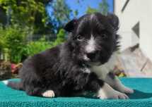 Pies Border Collie - Rasowy szczeniak z Hodowli, pełna dok.