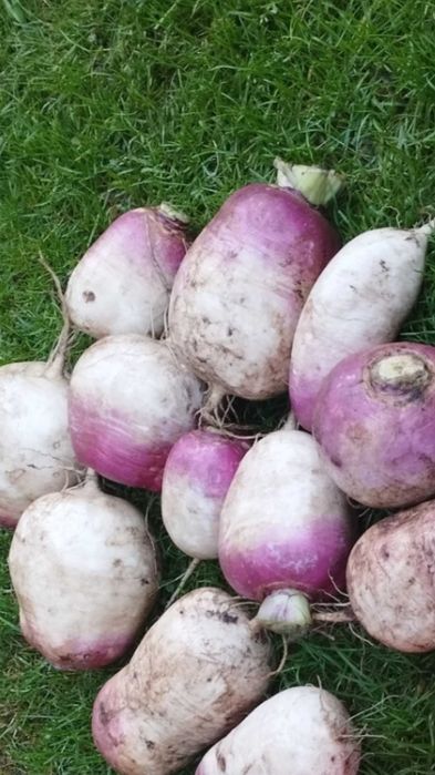 Rzepa ścierniskowa np. do królików owcy kozy.