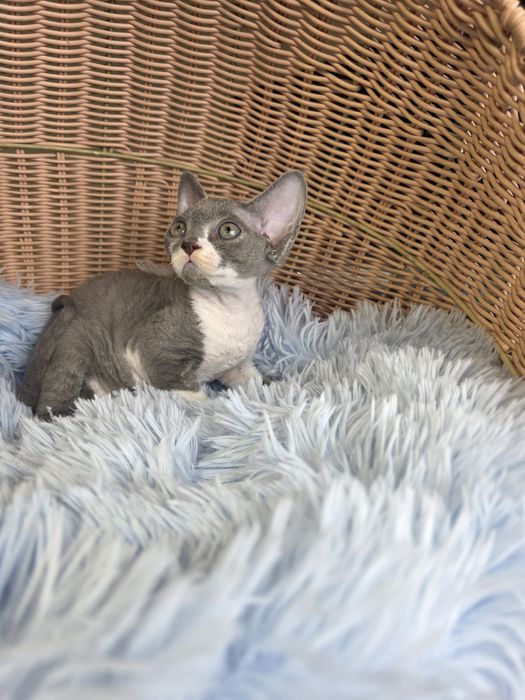 Śliczny kocurek Devon rex