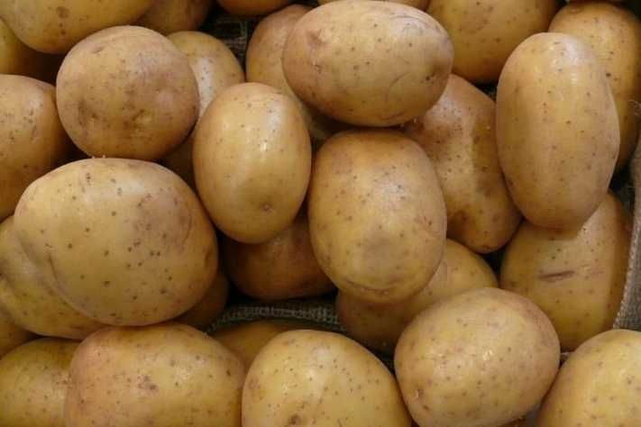 Ziemniaki Vineta oraz Soraya z własnego gospodarstwa