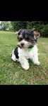 Piesek Yorkshire Terrier Biewer