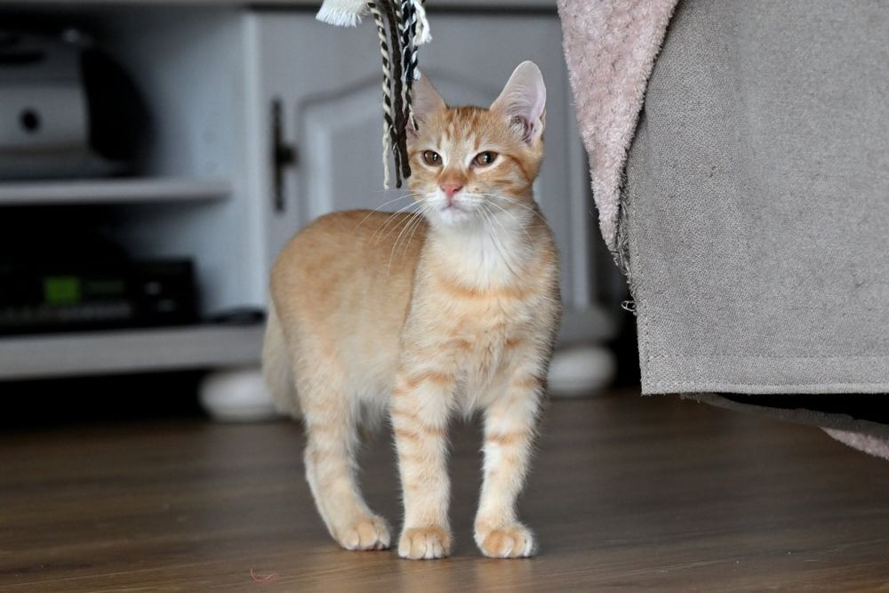 Biszkoptowe kociaki czekają na wspólny dom