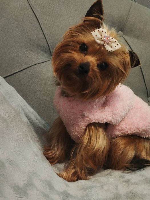 Собака девочка Йоркширский терьер