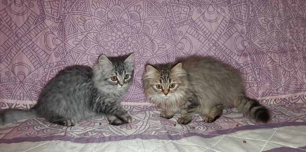 Британские длинношерстные котята