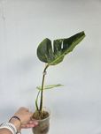 Monstera Aurea Mint BF