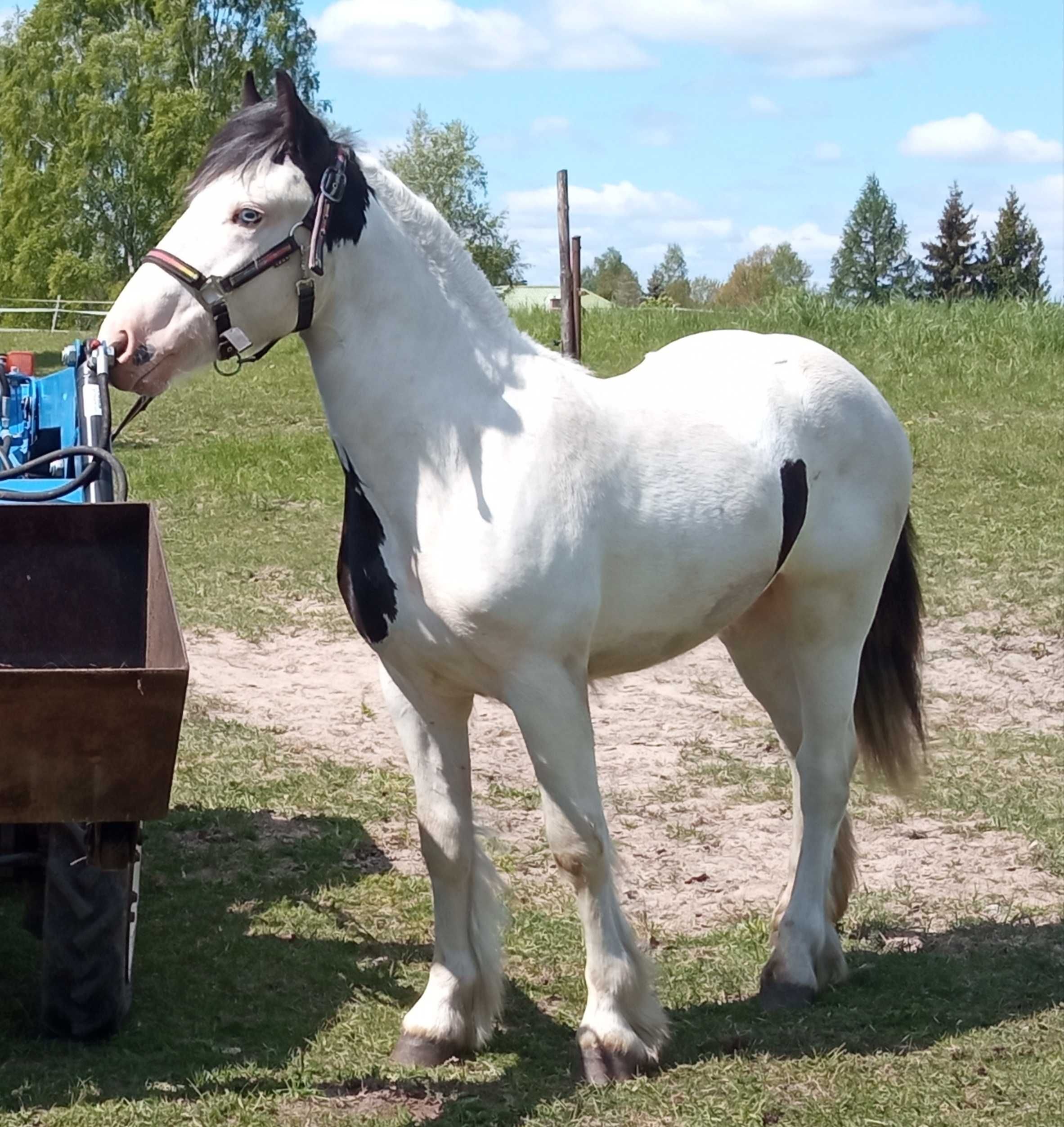 Tinker/Grypsy Cob