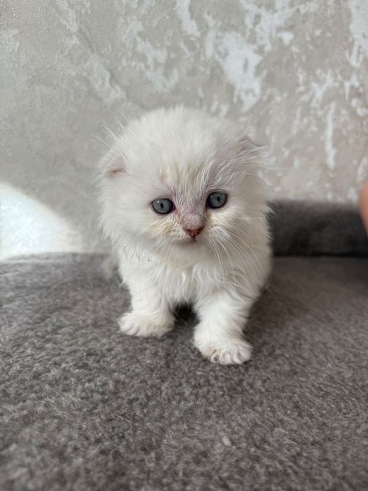 Дівчинка британська шиншила