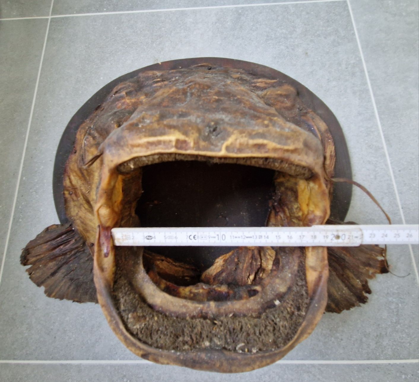 Głowa suma, sum trofeum