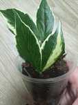 Хойя Polyneura albomarginata
