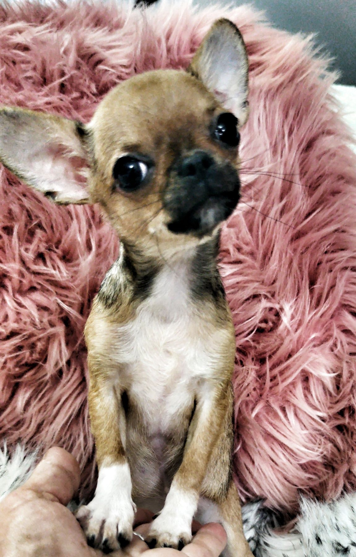 *** Gotowa do odbioru *** Mini Piękność Chihuahua ***