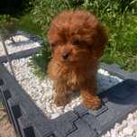 Cavapoo   suczka