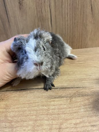 Świnka morska silver teddy cavia domowa jedyna taka na Śląski