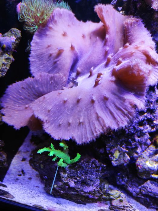 Sinularia Brassica akwarium morskie koralowce dla poczatkujacych