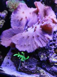 Sinularia Brassica akwarium morskie koralowce dla poczatkujacych