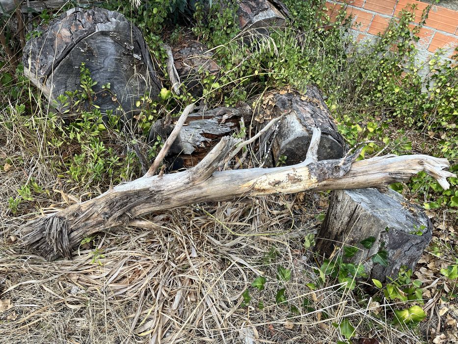 Tronco  grande para aquario ou lago