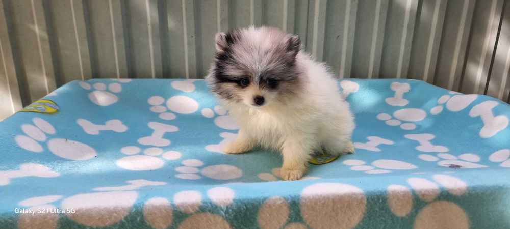 Fêmea Spitz Alemão Anão