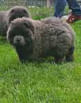 Chow chow ekstra klasa suczka blue niebieska z rodowodem
