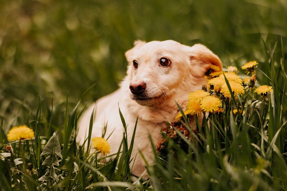 Malutka Eska szuka cichego, spokojnego domu