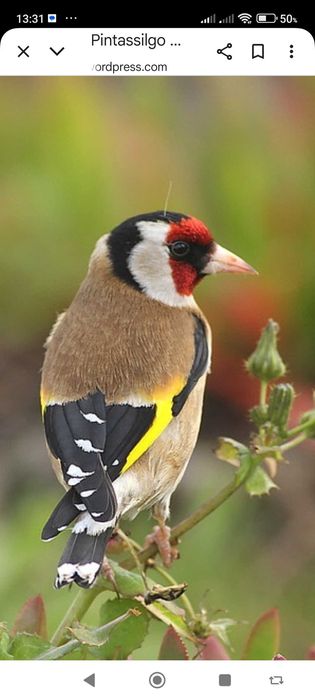 Passaros para dispensar deste ano