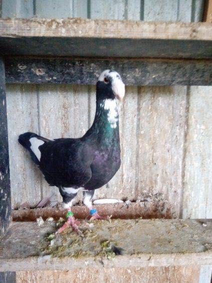 Gołębie niemieckie wystawowe