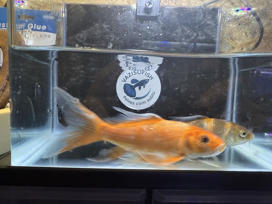 Carpa véu varias