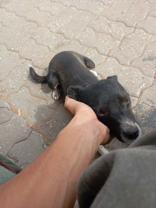 Cadela muito meiga para adoção temos também outros três para adoção
