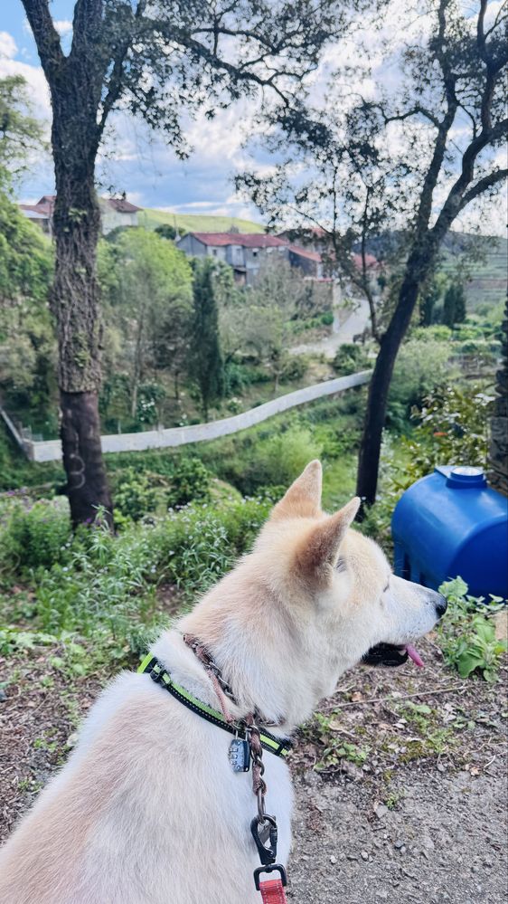 Caes Para adoção Akita Inu 3 anos