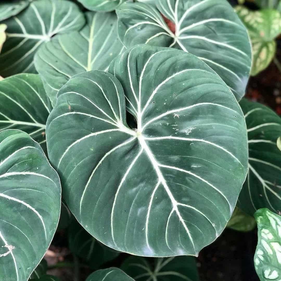 Philodendron gloriosum round