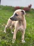 Whippet piesek ,hodowla Duovarius FCI