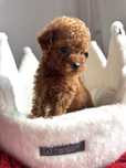 Pudel Toy Teacup Czerwony Badania genetyczne Art Puppies Samiec