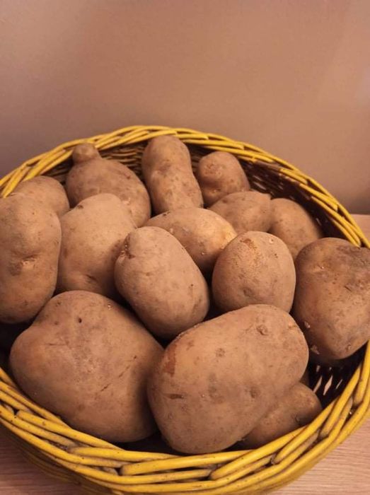 Ziemniaki jadalne ekologiczne bez nawozów sztucznych azotowych