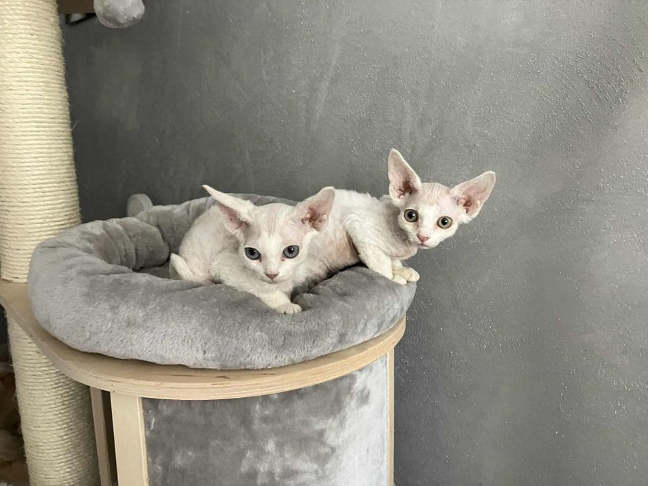 Kocurek Devon Rex FPL